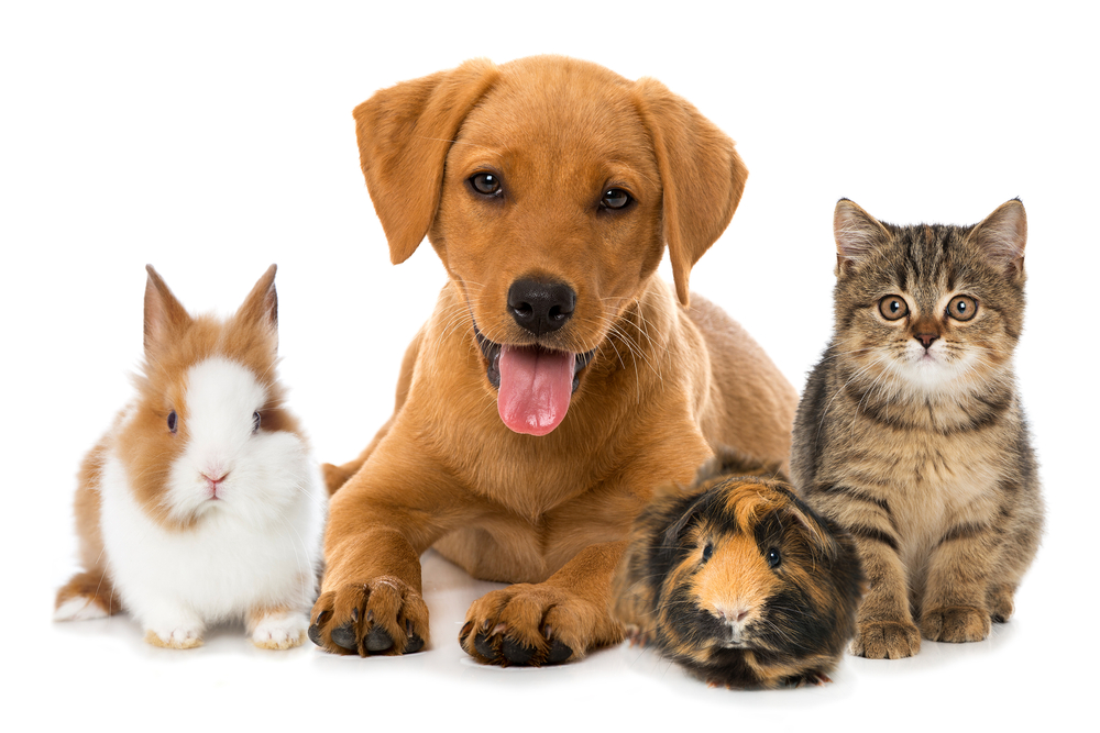 Pet Insurance Market4