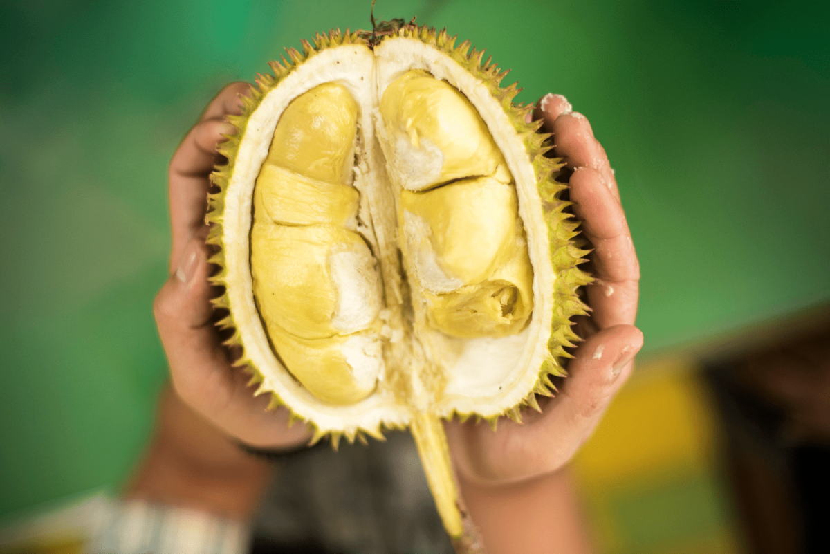 Durian Fruit Market 2023 | Industry Share, Growth, Size and Forecast 2028