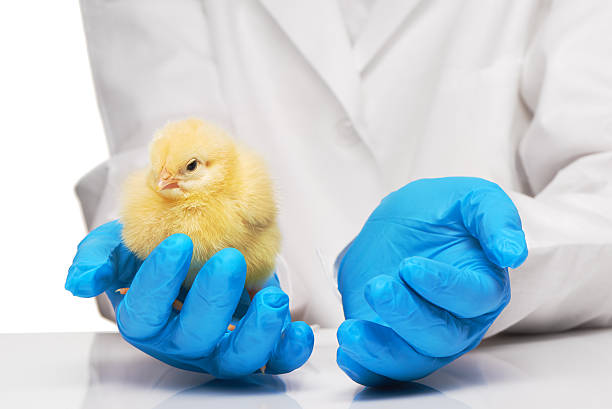 Close up of veterinarians hands in blue sterilized surgical gloves holding small yellow chicken over white background