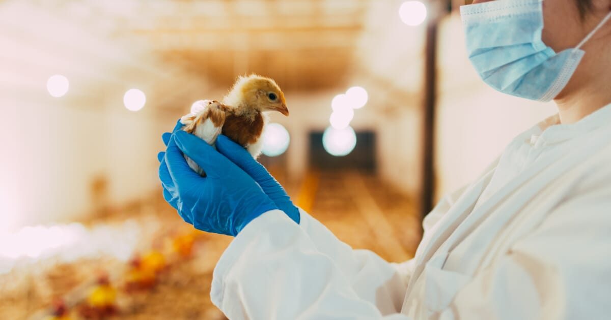 Poultry Diagnostics Market5