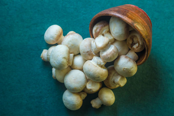 United States Mushroom Market 2023 | Industry Trends, Growth and Forecast 2028