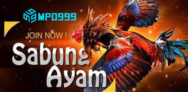 Bandar Sabung Ayam Online Dan Freebet QQSlot Terpercaya MPO999