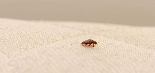 Can I Sleep in My Bed After Bed Bug Treatment