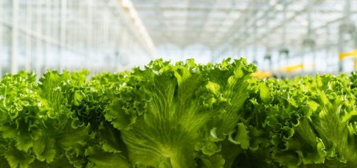 Why Should Companies Get Wholesale Leafy Greens Year-Round