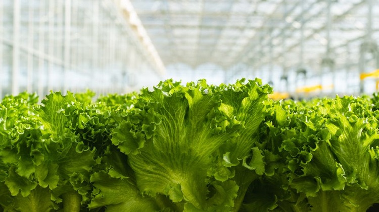 Why Should Companies Get Wholesale Leafy Greens Year-Round