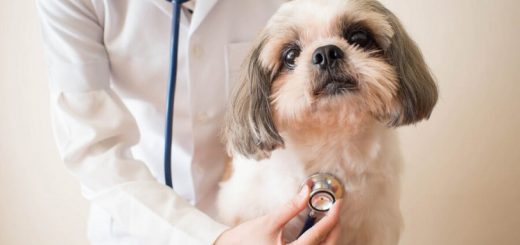 What Services You Can Get from a Veterinary Clinic