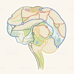 Brain Map. An illustration of a human brain made up from a map. Vector illustration.