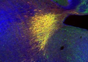 il cervello aggiorna le sue mappe