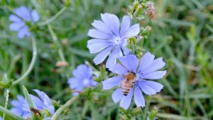 Fiori-di-Cicoria-selvatica-Cichorium-intybus