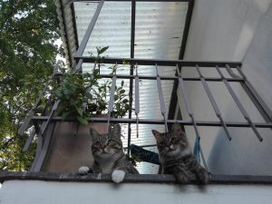 lillo e pallin sul balcone