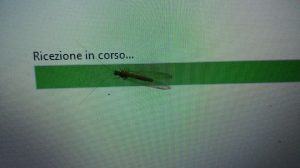 insetto su desktop