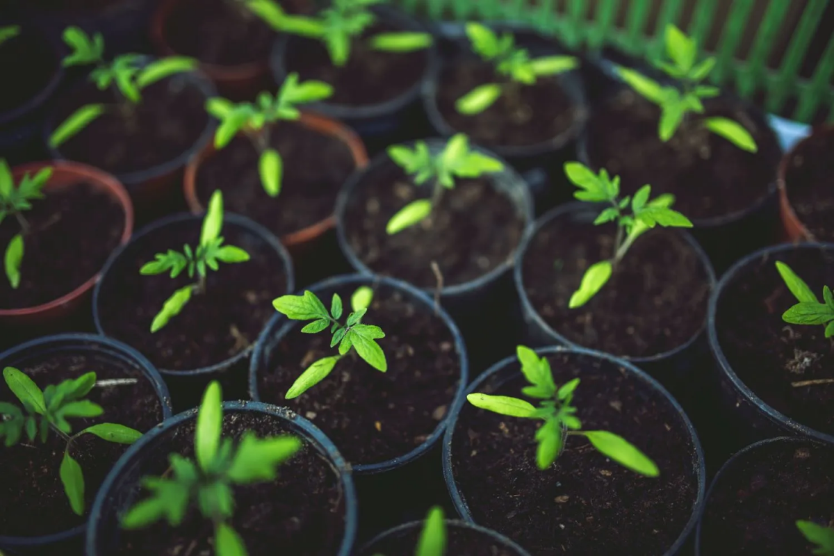 Unlocking Growth: The Advantages Of Plastic Growing Containers