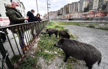 Ong,no a fauna selvatica da Ministero Ambiente a Agricoltura