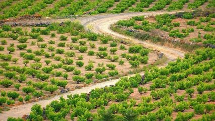 Vino: Doc Pantelleria, dal primo gennaio fascetta di stato