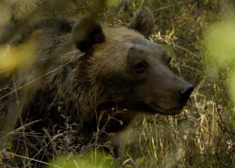A 20 produttori 'amici dell'orso' il marchio 'Bear Friendly'