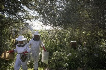 Corte Ue,niente deroghe per sementi con pesticidi nocivi api