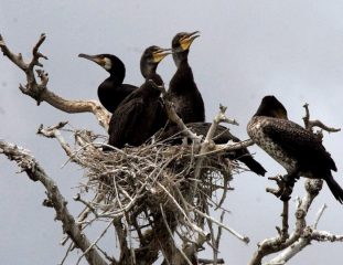 Clima: Coldiretti Puglia, allarme per cormorani triplicati
