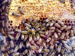 Usa, approvato l'uso del primo vaccino al mondo per le api