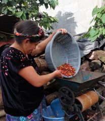 Riscatto delle donne grazie al caffè in progetto doña Lucero