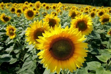 Ucraina: olio di girasole, finita crisi approvvigionamenti