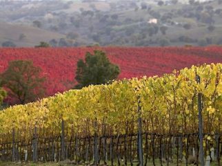 Grande salone vini di Maremma, 300 etichette e 80 cantine