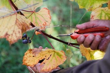 Vino: Slow Food, promuovere la viticoltura sostenibile