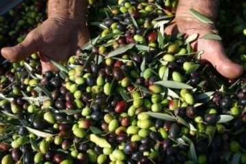 Olio: Nomisma, produzione in Italia è in calo strutturale