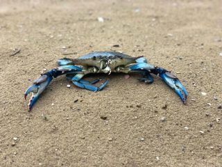 Pesca: Laguna Venezia, ricerca su presenza del Granchio Blu