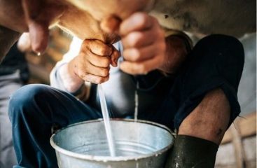 Latte: prezzo alla stalla 57,5 centesimi al litro Lombardia