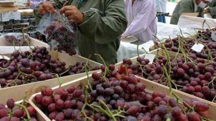 Catasto uva da tavola strategico per le aziende agricole