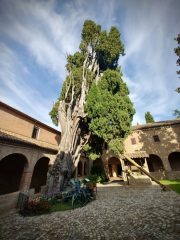 L'Emilia-Romagna investe sui suoi 600 alberi monumentali