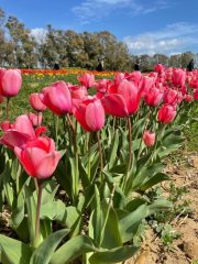 Tulipani di Barbabianca, torna raccolta fiori preferiti