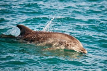Balene e capodogli popolano il mare del nord Sardegna