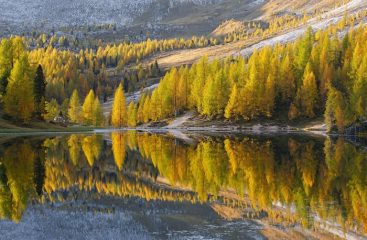 Un anno di Foresta Italia, piantati 60mila alberi in 17 regioni