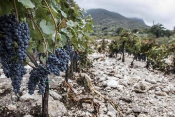 Funghi patogeni per le forti piogge, Sos per vigneti in Campania