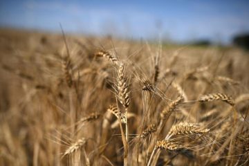 Italmopa, il clima ha penalizzato la qualità del grano