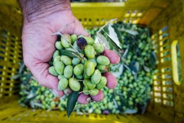 Cinque donne vincono il premio di migliori produttrici d'olio