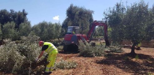 Con nuova Xylella abbattimenti entro 50 metri da piante infette