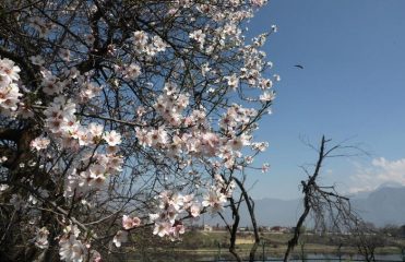 Individuata nel Barese una nuova variante della Xylella