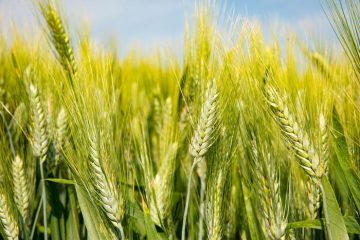 Divulga, in un anno l'Italia invasa da grano duro russo (+1164%)
