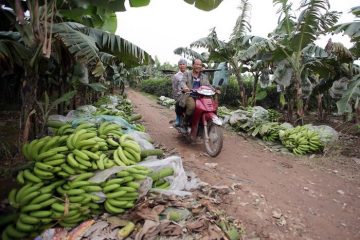 Un fungo minaccia la coltivazione delle banane nel mondo