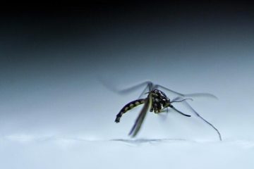 'In Argentina c'è la peggior epidemia di dengue della sua storia'