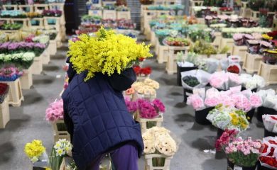 8 marzo: Coldiretti, 4 su 10 regalano fiori e mimose