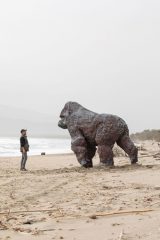 Un Gorilla sulla spiaggia della Feniglia