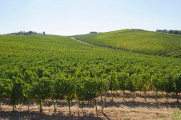Unione italiana Vini, no a ricorso indiscriminato espianto vigne