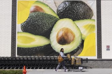 Nuovo record per la produzione di avocado in Messico