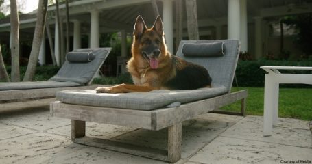 Gunther VI, il cane più ricco del mondo, primo animale ad adottare un altro animale
