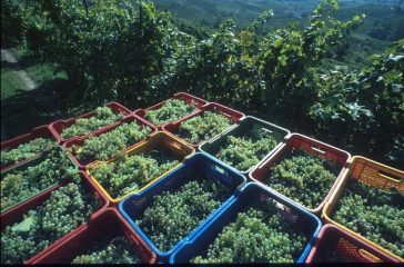 Siccità anticipa la vendemmia, fino a 15 giorni prima