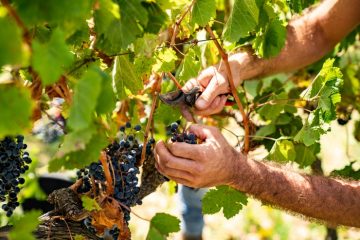 Anticipo vendemmia in Sicilia, quantità in calo ma più qualità