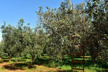 Olio d'oliva, in Abruzzo 293 frantoi attivi e 38.457 ettari